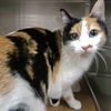 adoptable Cat in oakland, CA named Toasted Coconut