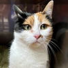 adoptable Cat in Oakland, CA named Toasted Coconut