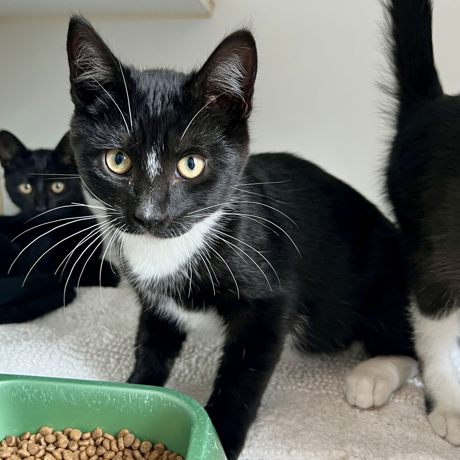 adoptable Cat in Oakland, CA named Webster