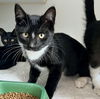 adoptable Cat in Oakland, CA named Webster