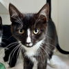 adoptable Cat in Oakland, CA named Alice