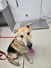 adoptable Dog in  named Tyson