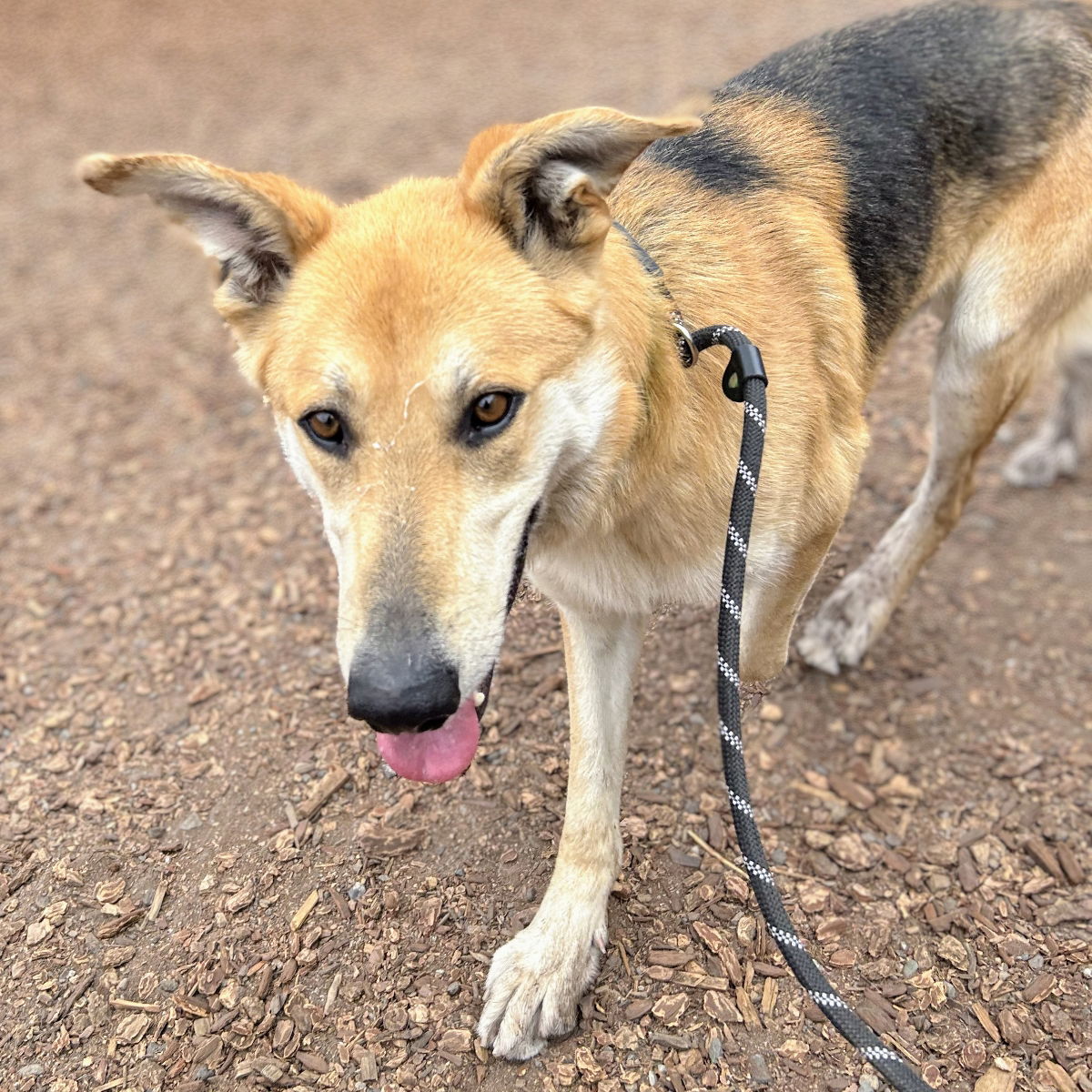 adoptable Dog in Oakland, CA named Tyson
