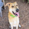 adoptable Dog in  named Tyson