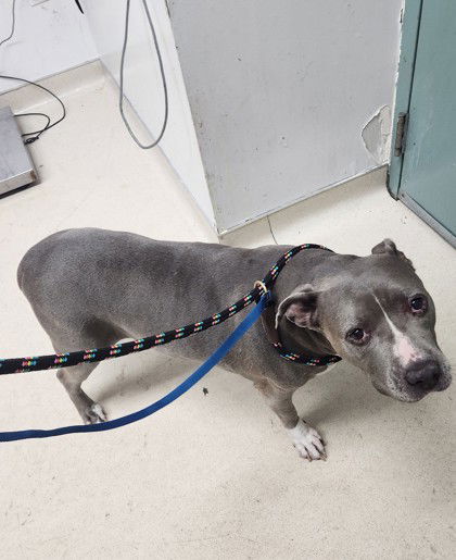 adoptable Dog in Oakland, CA named Lillith