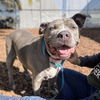 adoptable Dog in  named Lillith