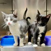 adoptable Cat in oakland, CA named Magnolia(Bonded with Willow)