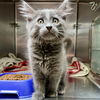 adoptable Cat in  named Wood