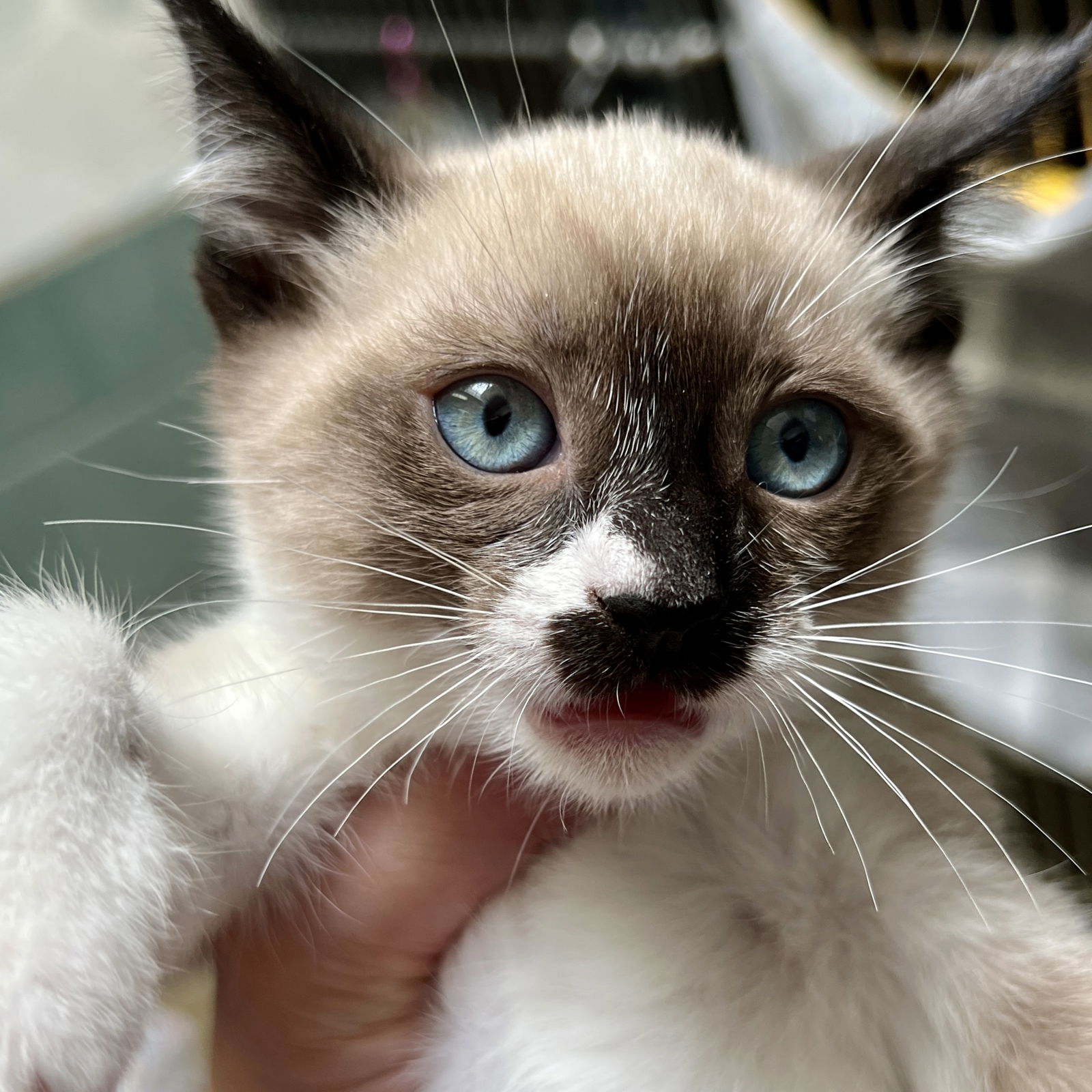 adoptable Cat in Oakland, CA named Campbell
