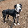 adoptable Dog in  named Dash