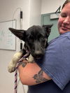 adoptable Dog in  named Bolognese