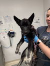adoptable Dog in  named Pomodoro
