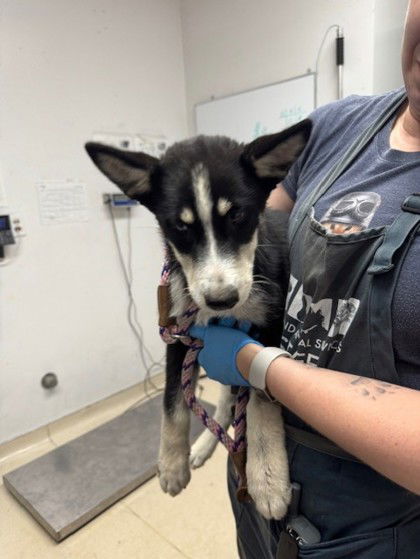 adoptable Dog in Oakland, CA named Paramesana