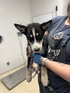 adoptable Dog in  named Paramesana