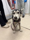adoptable Dog in  named Ragu