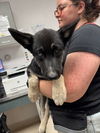 adoptable Dog in  named Alfredo