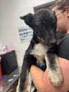adoptable Dog in  named Marinara