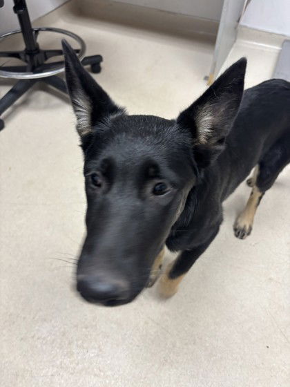 adoptable Dog in Oakland, CA named Zara