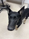adoptable Dog in  named Zara