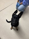 adoptable Dog in  named Marshmallow