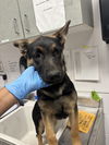 adoptable Dog in  named Manuela