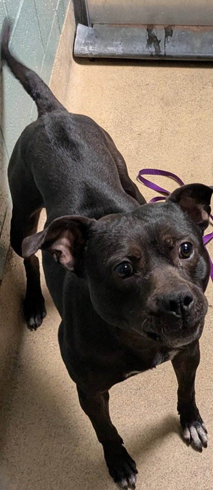 Finn, an adoptable American Pit Bull Terrier in Oakland, CA