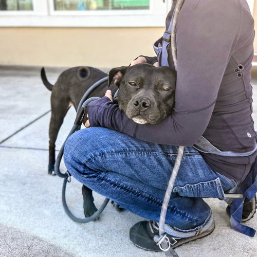 Finn, an adoptable American Pit Bull Terrier in Oakland, CA