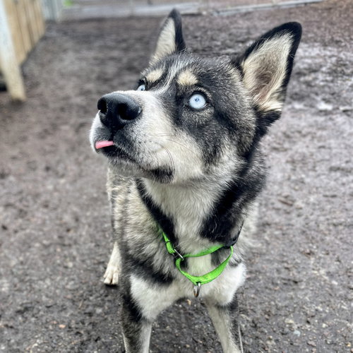 LEONARDO - Siberian Husky available for adoption