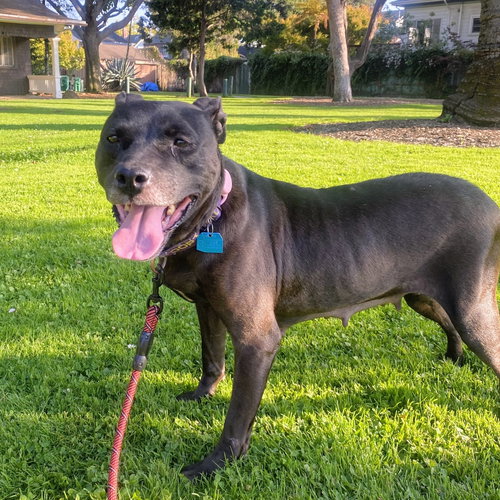 LUAU - Pit Bull Terrier available for adoption