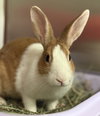 Susie Custard - Photo 3