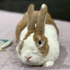 Susie Custard - Photo 2