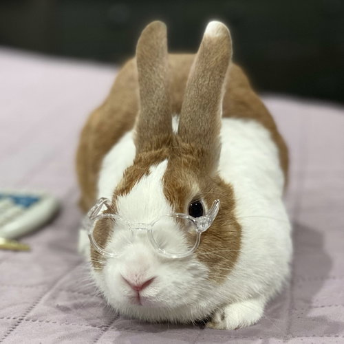SUSIE CUSTARD - Dutch available for adoption