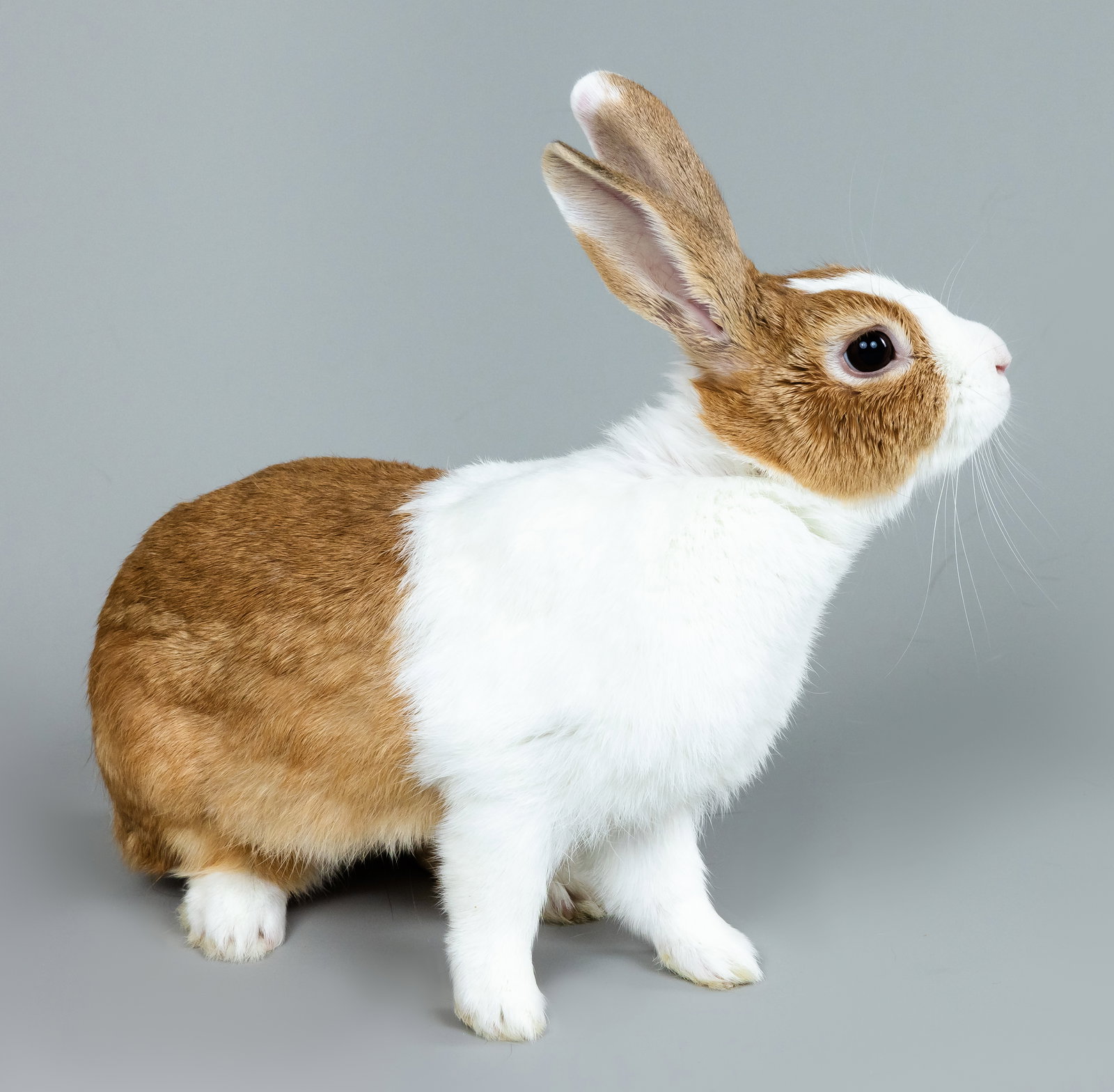 Susie Custard Image