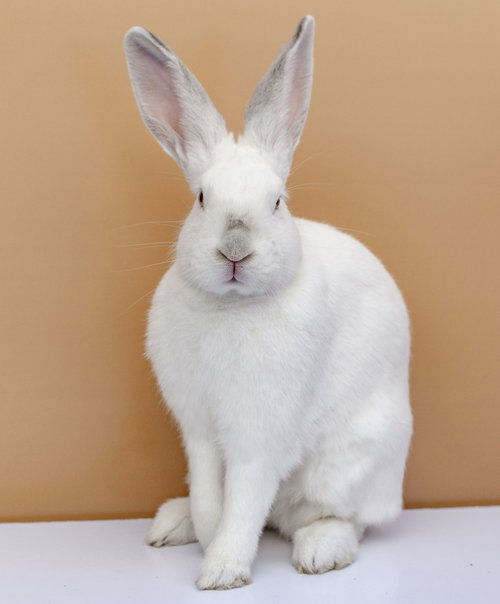 HENDRIX - American available for adoption