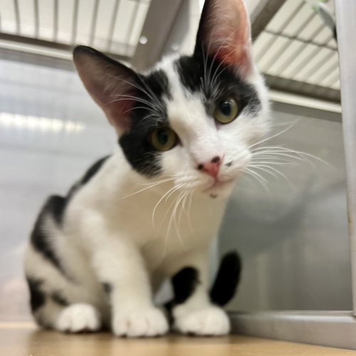 picture of the cat needing adoption