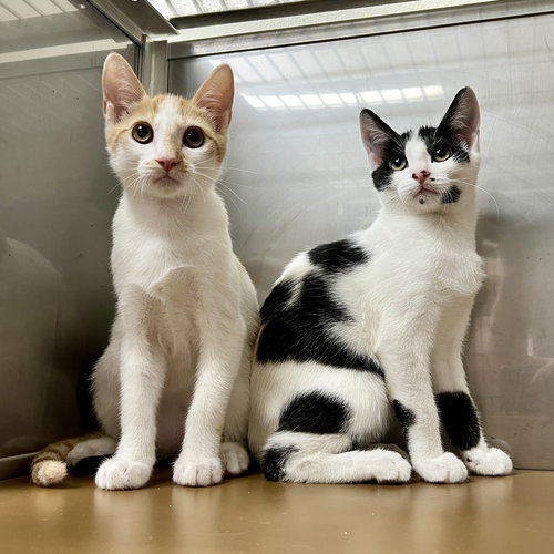 picture of the cat needing adoption