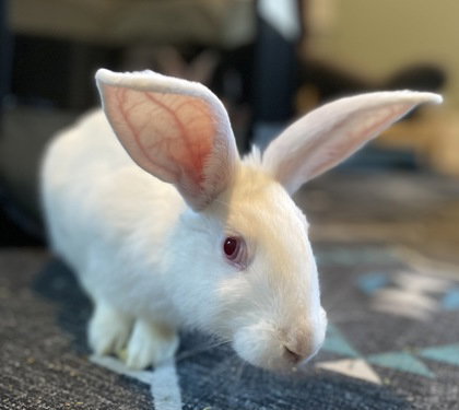 DUNLIN - New Zealand available for adoption