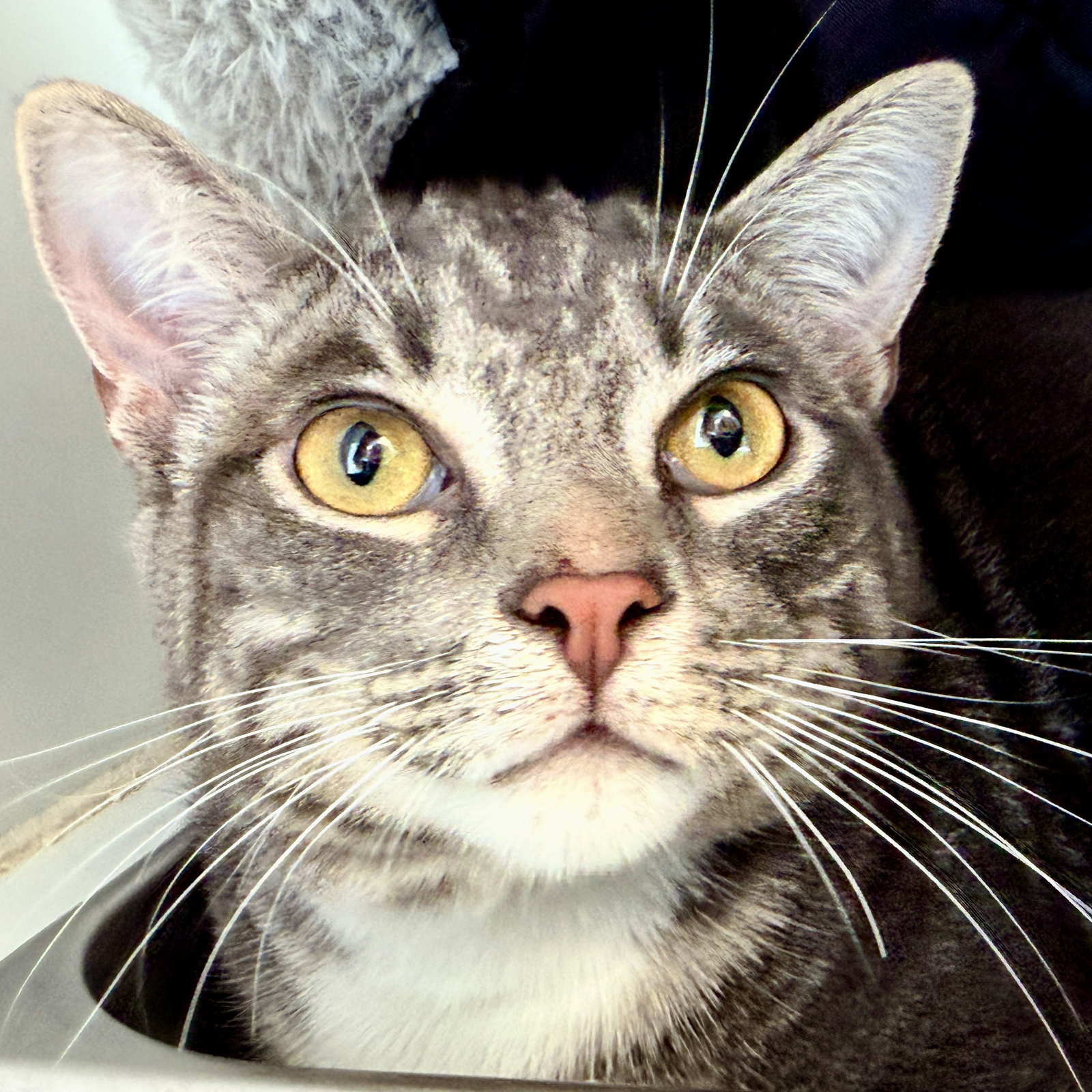 Dexter (bonded w/Domino) Image
