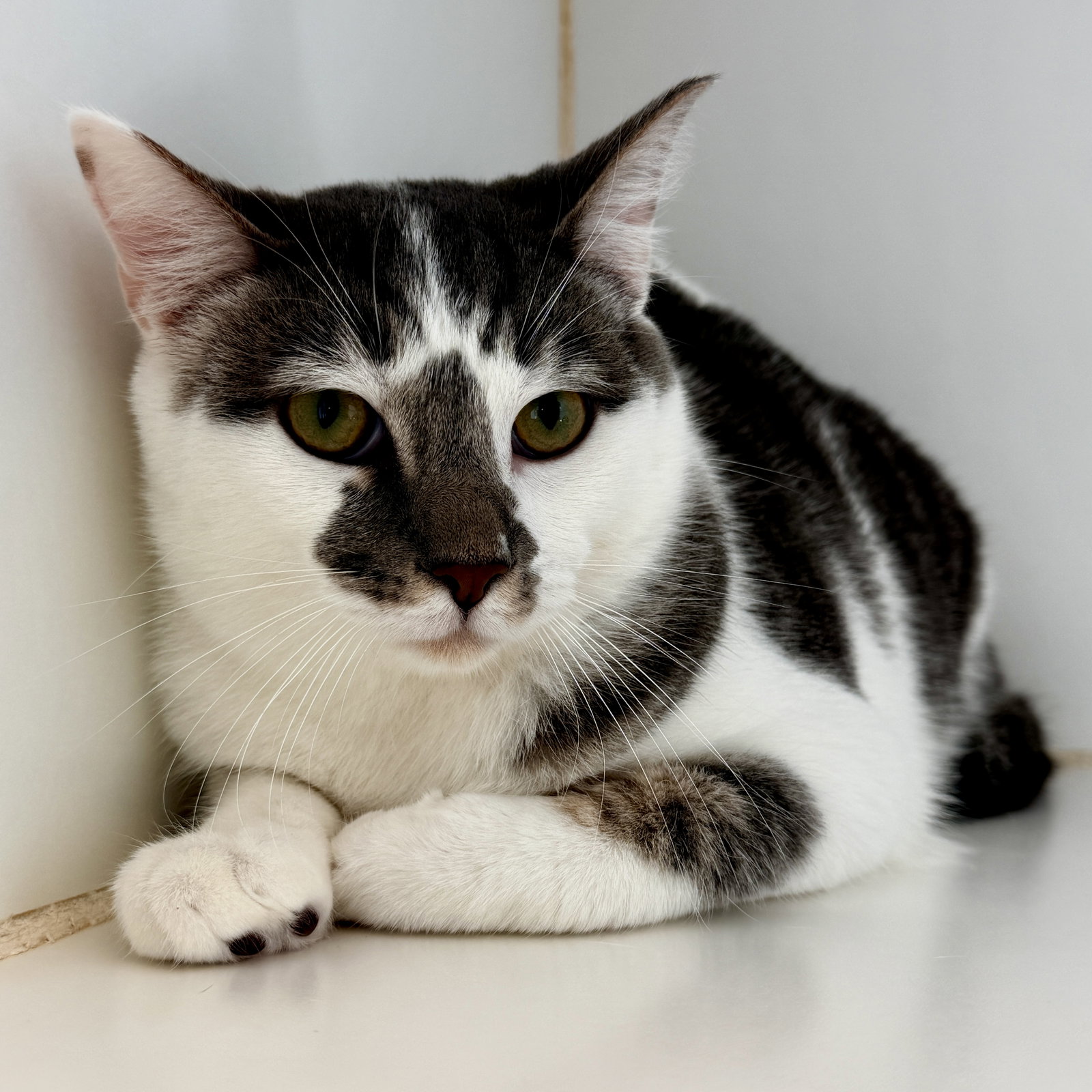 Domino (bonded w/Dexter) Image