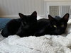 Bean (bonded with Ollie) - Photo 6
