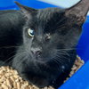 Bean (bonded with Ollie) - Photo 5
