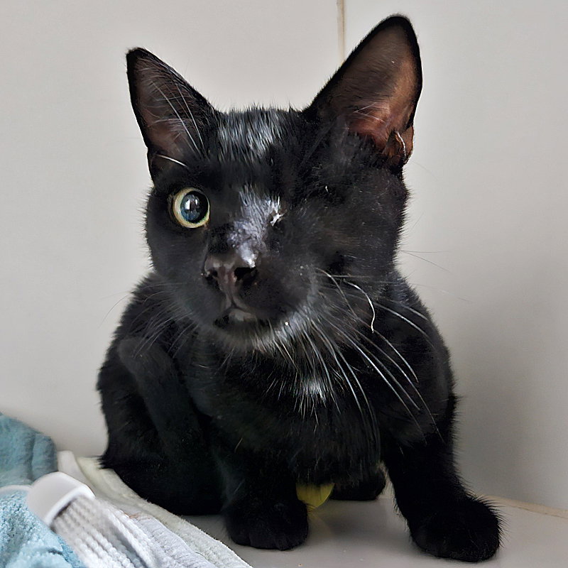 Bean (bonded with Ollie) Image