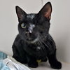 Bean (bonded with Ollie) - Photo 1