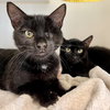 Bean (bonded with Ollie) - Photo 2