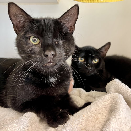 BEAN (BONDED WITH OLLIE) - Domestic Short Hair available for adoption