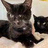 Bean (bonded with Ollie) - Photo 3