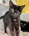Bean (bonded with Ollie) - Photo 4