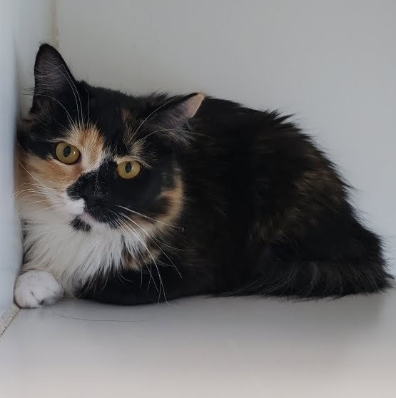 Amelia Bedelia (bonded w/ Annie) Image