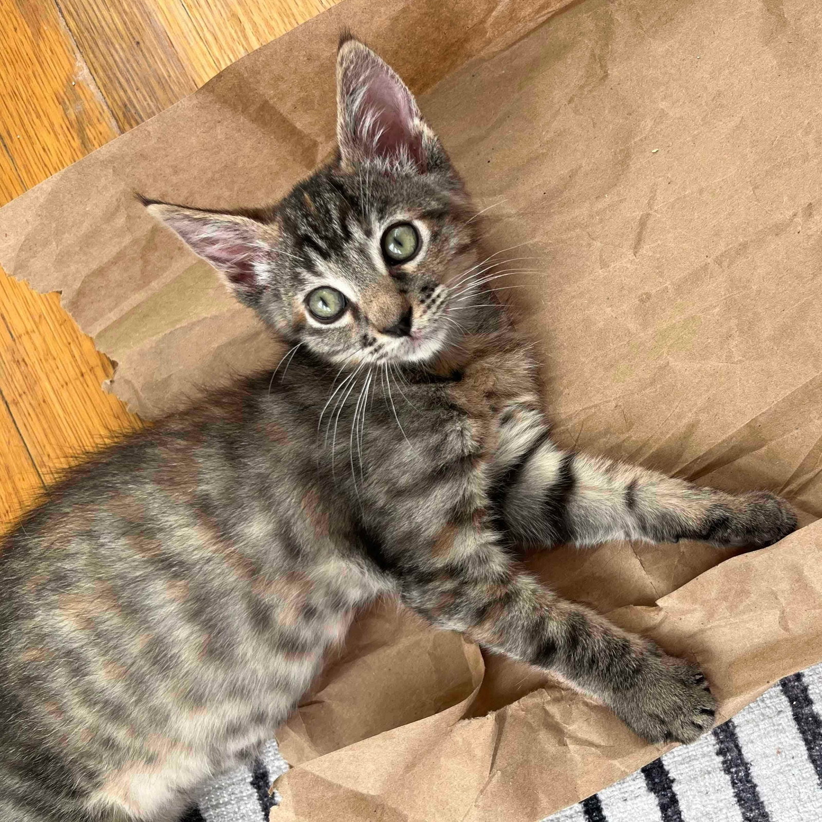 Annie Bananie (bonded w/ Amelia) Image