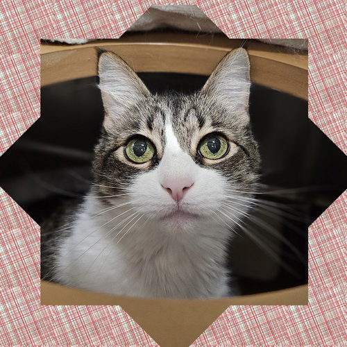 TRINITY - Domestic Medium Hair available for adoption
